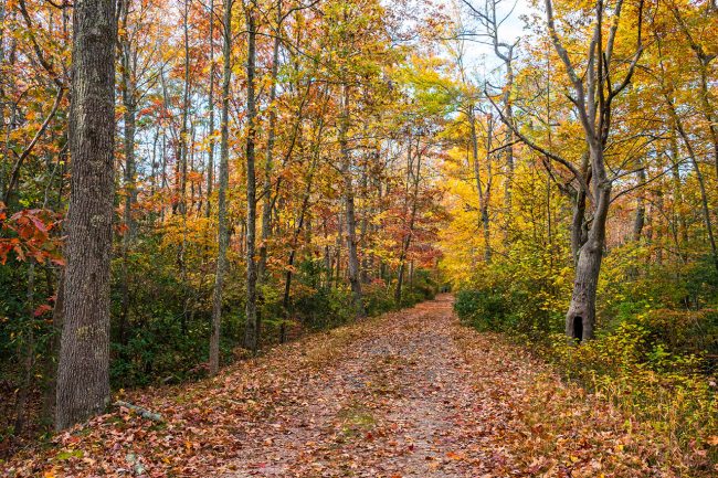 Chestnut Ridge Campground is a great place to enjoy fall in Ohio Chestnut Ridge Campground is a great place to enjoy fall in Ohio